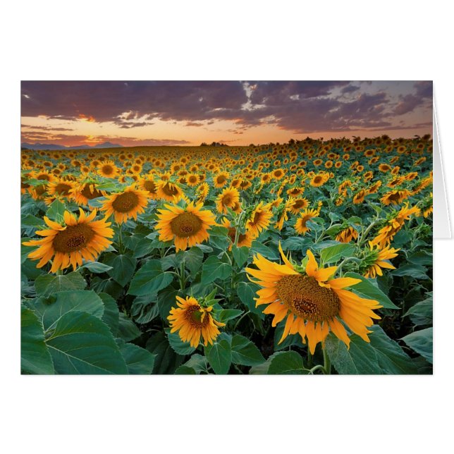 Sunflower Field in Longmont, Colorado (Front Horizontal)