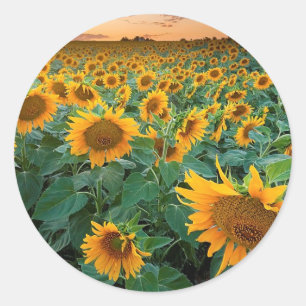 Sunflower Field in Longmont, Colorado Classic Round Sticker