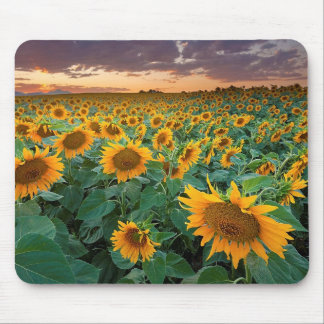 Sunflower Field in Longmont, Colorado Mouse Pad