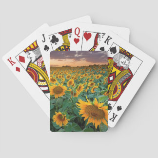 Sunflower Field in Longmont, Colorado Playing Cards
