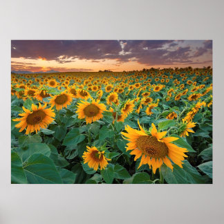 Sunflower Field in Longmont, Colorado Poster