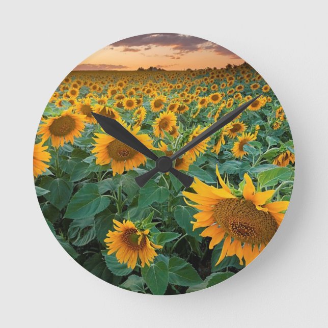 Sunflower Field in Longmont, Colorado Round Clock (Front)