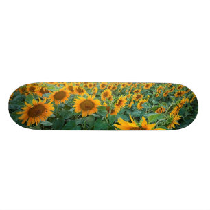 Sunflower Field in Longmont, Colorado Skateboard