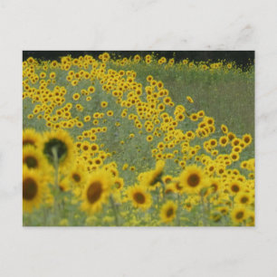 Sunflower Field in Rows DIY Postcard