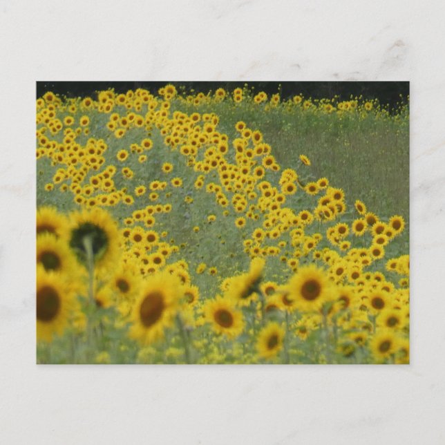 Sunflower Field in Rows DIY Postcard (Front)