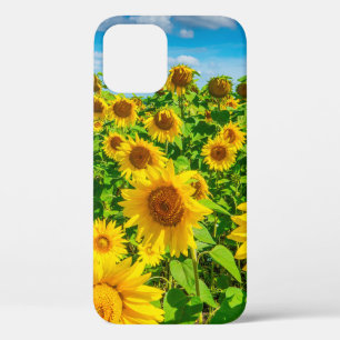 Sunflower field in summer sunny day. Picturesque l iPhone 12 Case