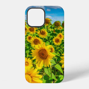 Sunflower field in summer sunny day. Picturesque l iPhone 12 Case