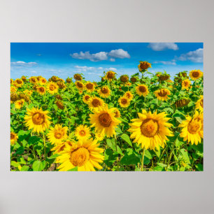 Sunflower field in summer sunny day. Picturesque l Poster