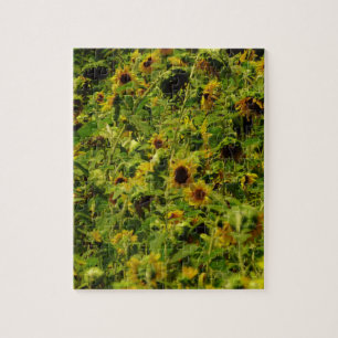 Sunflower field jigsaw puzzle