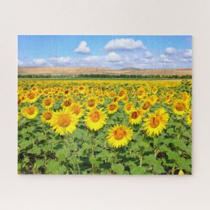 Sunflower field jigsaw puzzle