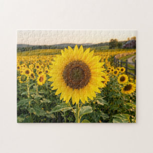 Sunflower Field Jigsaw Puzzle
