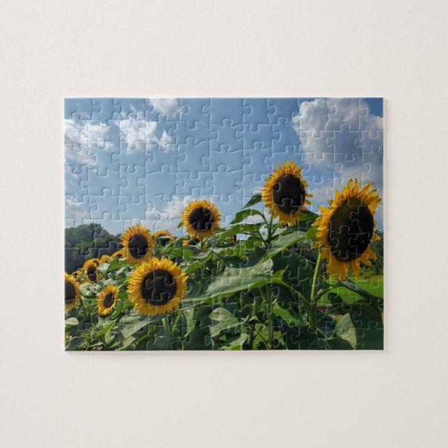 Sunflower field jigsaw puzzle (Horizontal)