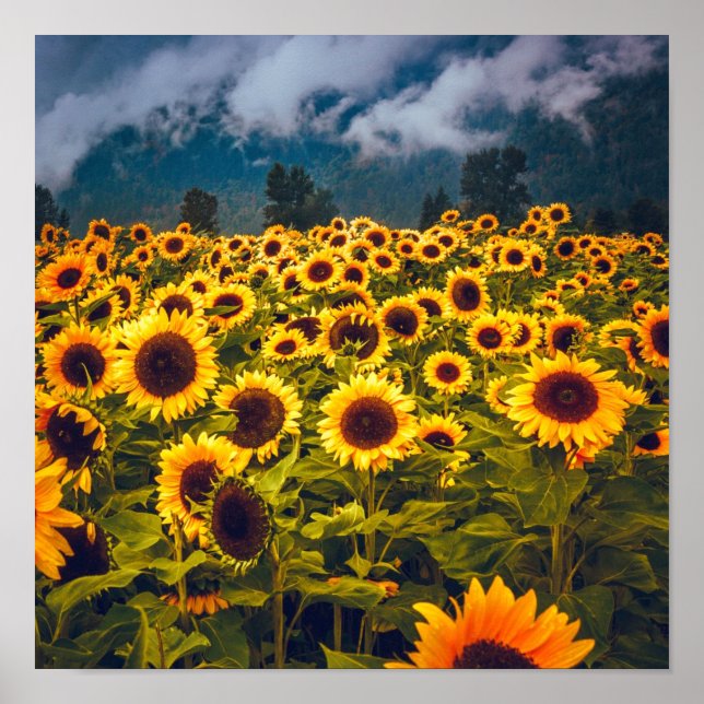 Sunflower Field Landscape Flowers Yellow Poster (Front)
