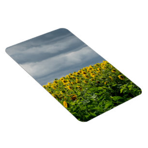 Sunflower field. magnet