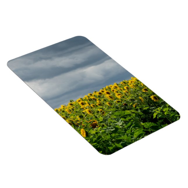Sunflower field. magnet (Right Side)
