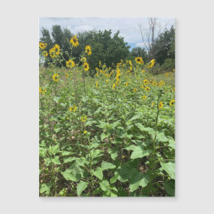 Sunflower Field Magnet