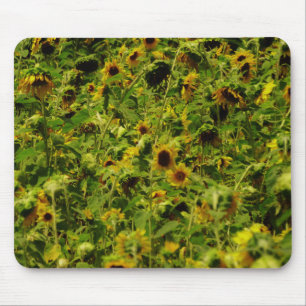 Sunflower field mouse pad