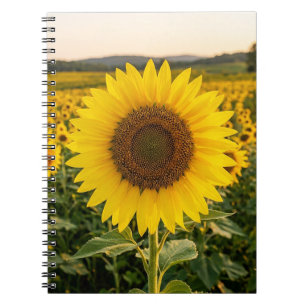 Sunflower Field Notebook