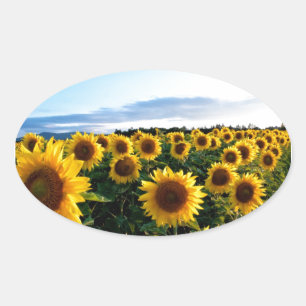 Sunflower Field Oval Sticker