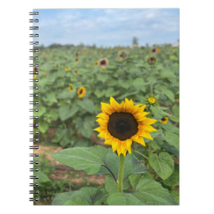 Sunflower Field Photograph Farm Notebook