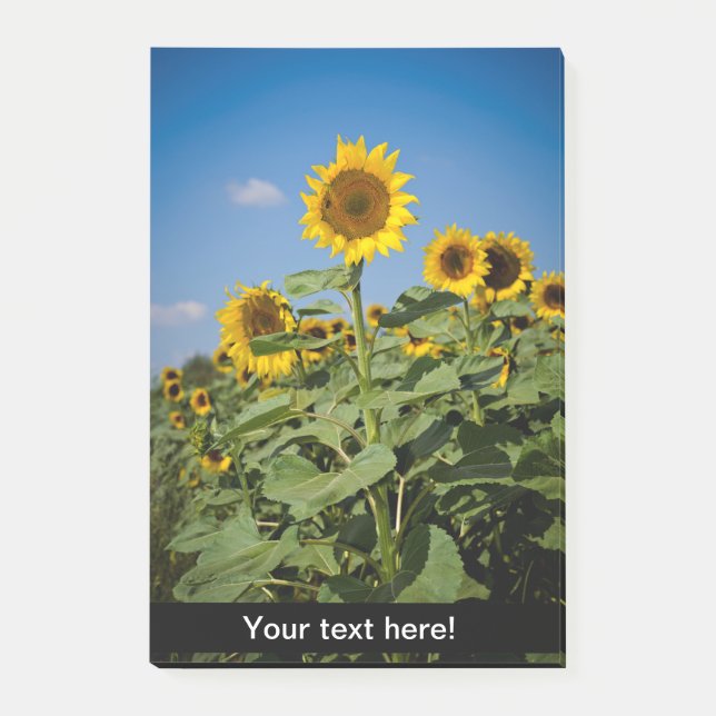 Sunflower field post-it notes (Front)