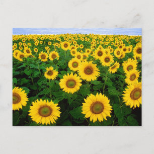 Sunflower field Postcard