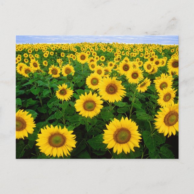 Sunflower field Postcard (Front)