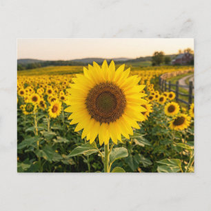 Sunflower Field Postcard