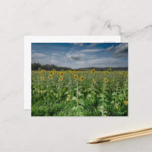 "Sunflower Field" Postcard