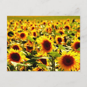 sunflower field postcard