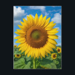 SUNFLOWER FIELD POSTCARD<br><div class="desc">SUNFLOWER POSTCARD</div>