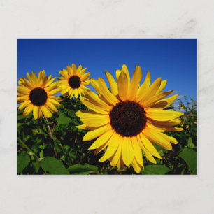 Sunflower Field Postcard