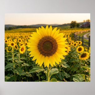 Sunflower Field Poster