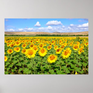 Sunflower field poster