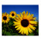 Sunflower Field Poster