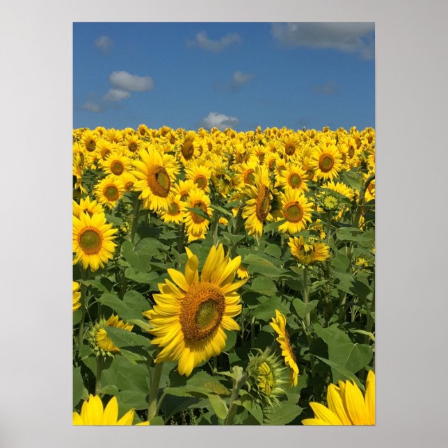 Sunflower Field Poster (Front)