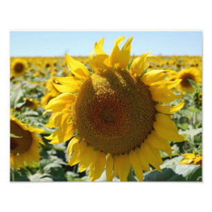 Sunflower Field Print