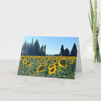 Sunflower Field, Provence, France -  Card
