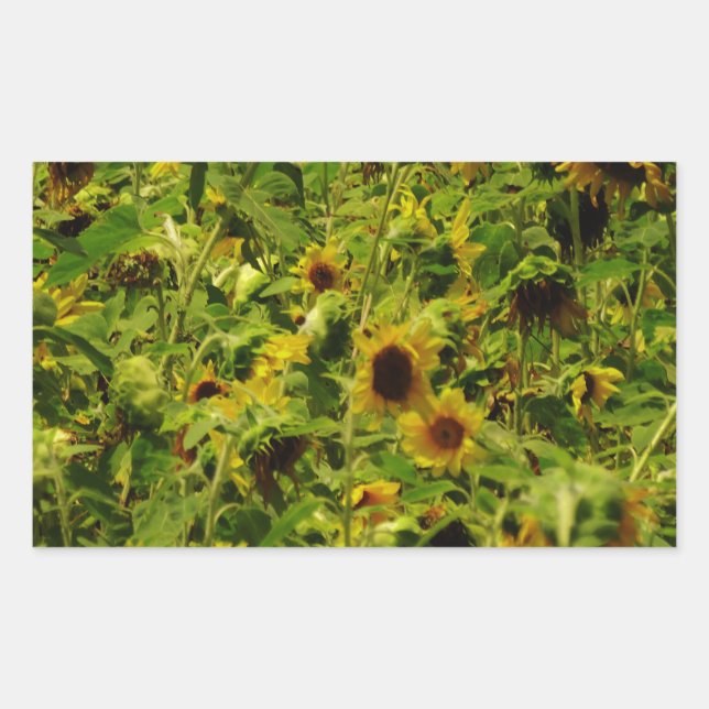 Sunflower field rectangular sticker (Front)