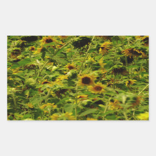 Sunflower field rectangular sticker