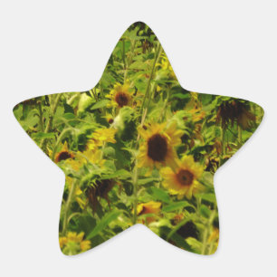 Sunflower field star sticker