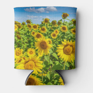 Sunflower field, summer sunny day. can cooler