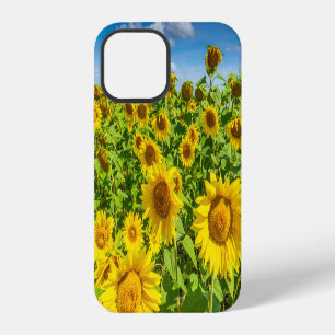 Sunflower field, summer sunny day. iPhone 12 case