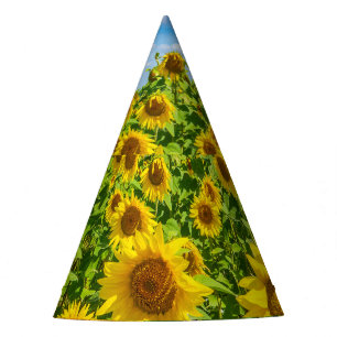 Sunflower field, summer sunny day. party hat