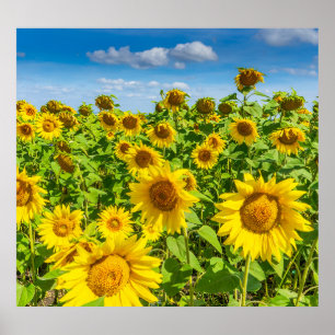 Sunflower field, summer sunny day. poster