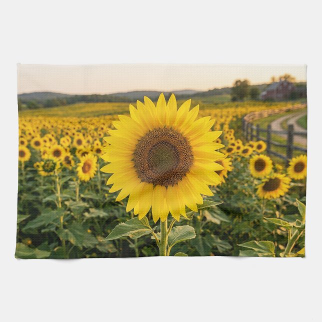 Sunflower Field Tea Towel (Horizontal)
