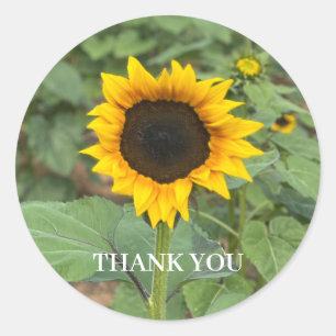 Sunflower Field Thank You Classic Round Sticker