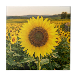 Sunflower Field Tile