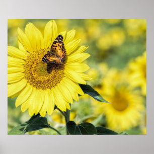 Sunflower Field with Butterfly Poster