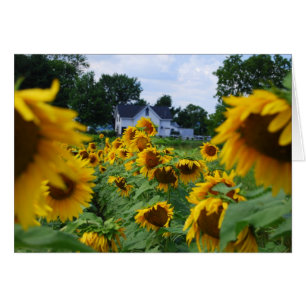 Sunflower Field with Farmhouse Card